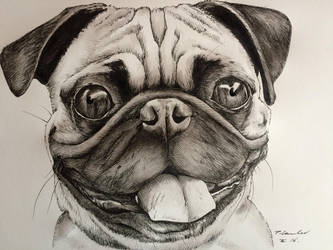 333x250 pug dog drawing painting art - Pug Dog Drawing
