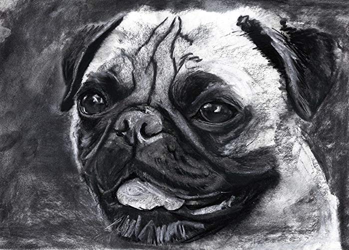 699x500 smiling pug dog wall art print, black and white pug - Pug Dog Drawing