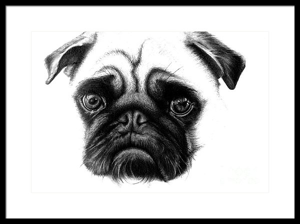 600x447 realistic pencil drawing of a pug dog framed print - Pug Dog Drawing