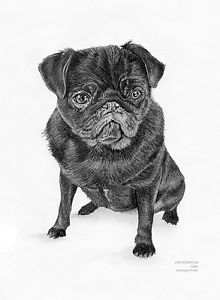 220x300 black pug dog limited edition art drawing print signed - Pug Dog Drawing