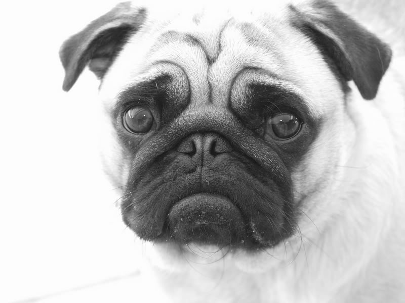 800x600 drawing forum and art community view topic - Pug Dog Drawing