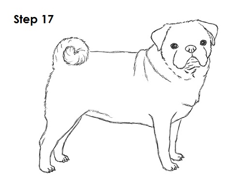500x386 How To Draw A Dog - Pug Dog Drawing