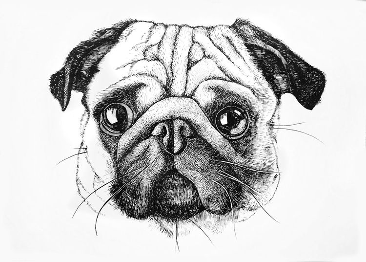 Pug Outline Drawing at Explore collection of Pug