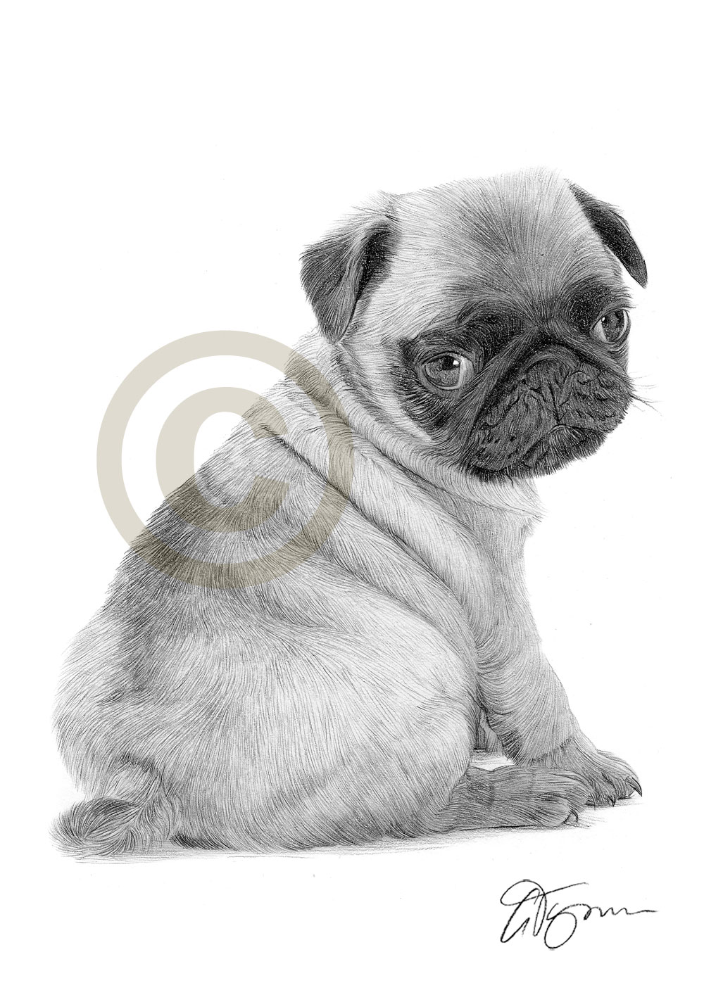 1000x1414 pug puppy pencil drawing print only signed - Pug Drawing