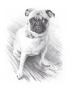 237x300 Posing Pug Drawing - Pug Drawing