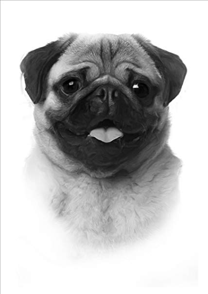 428x606 Pug Drawing Print Picture Kitchen Home - Pug Drawing