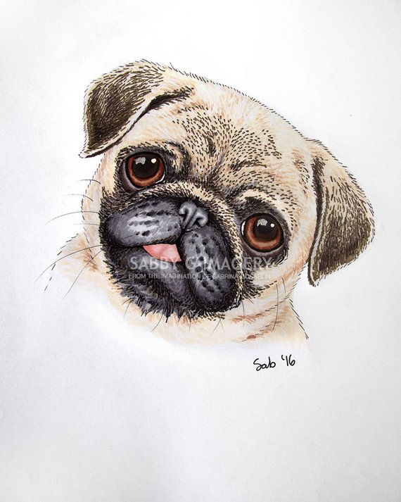 Pug Drawing at PaintingValley.com | Explore collection of Pug Drawing