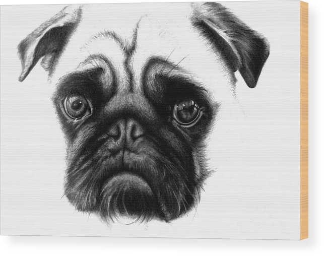 643x508 Realistic Pencil Drawing Of A Pug Dog Wood Print - Pug Drawing