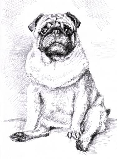 375x509 The Pug Drawing - Pug Drawing