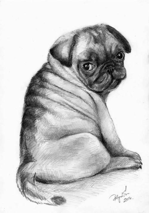 500x712 pug drawing pugs dog paintings, pug art, pugs - Pug Drawing