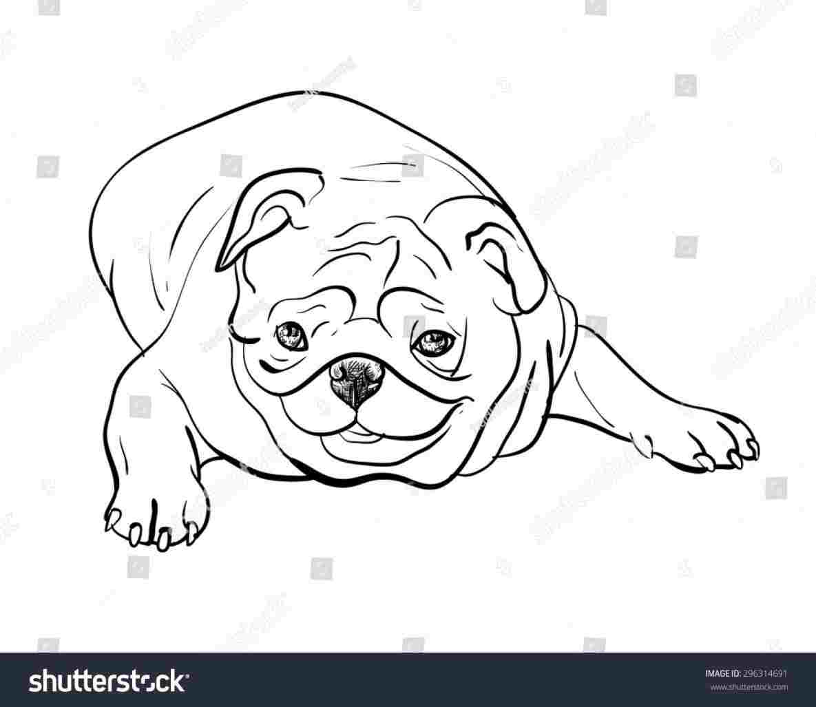 1185x1027 Pug Drawing Simple - Pug Drawing Simple