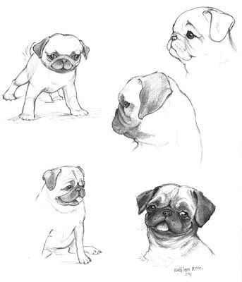 343x400 pug sketch drawings easy pug draw pugs, pug tattoo, pug - Pug Drawing Simple