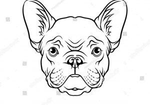 300x210 How To Draw A Pug Face Step - Pug Face Drawing