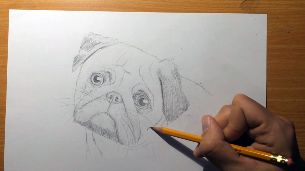 1000x562 How To Draw A Pug Dog's Face - Pug Face Drawing