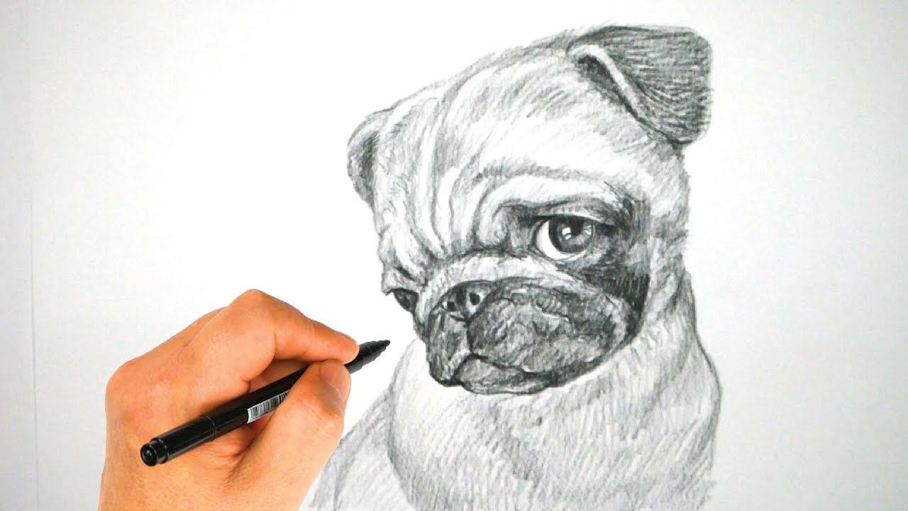 1280x720 How To Draw A Pug Dog Face Pencil Drawing Tutorial Drawpedia - Pug Face Drawing
