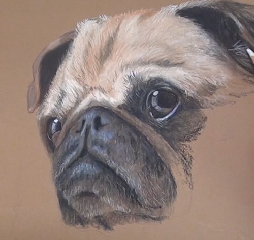 500x473 How To Draw A Pug Portrait In Pastel Online Art Lessons - Pug Face Drawing