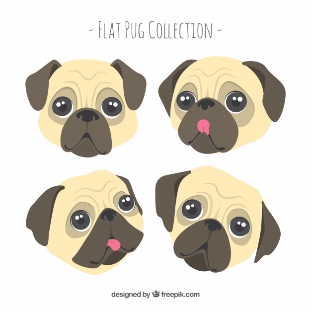626x626 Pug Vectors, Photos And Free Download - Pug Face Drawing