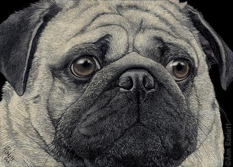 480x343 Pugshot - Pug Face Drawing