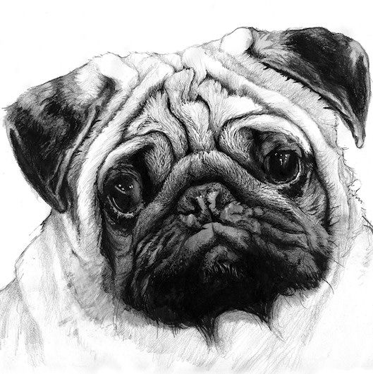 Pug Face Drawing at PaintingValley.com | Explore collection of Pug Face ...