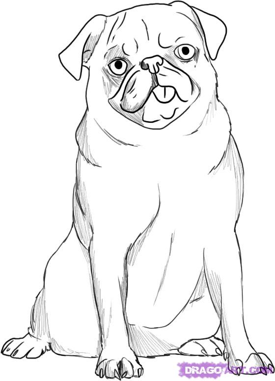 560x775 How To Draw A Pug, Step - Pug Line Drawing