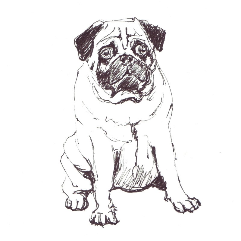 Pug Line Drawing at Explore collection of Pug Line