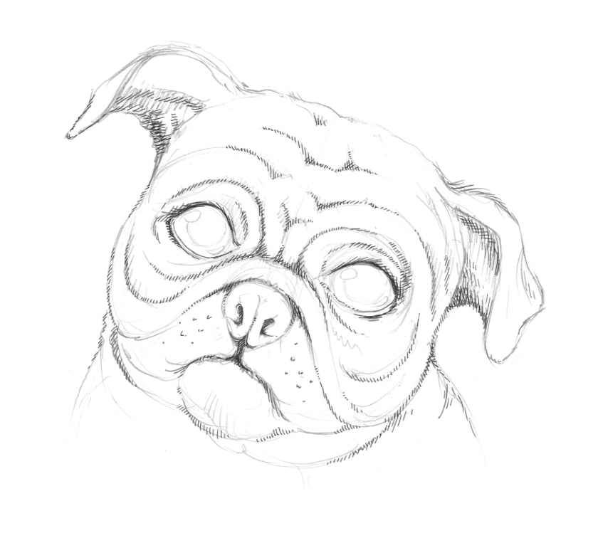 Pug Line Drawing at PaintingValley.com | Explore collection of Pug Line ...