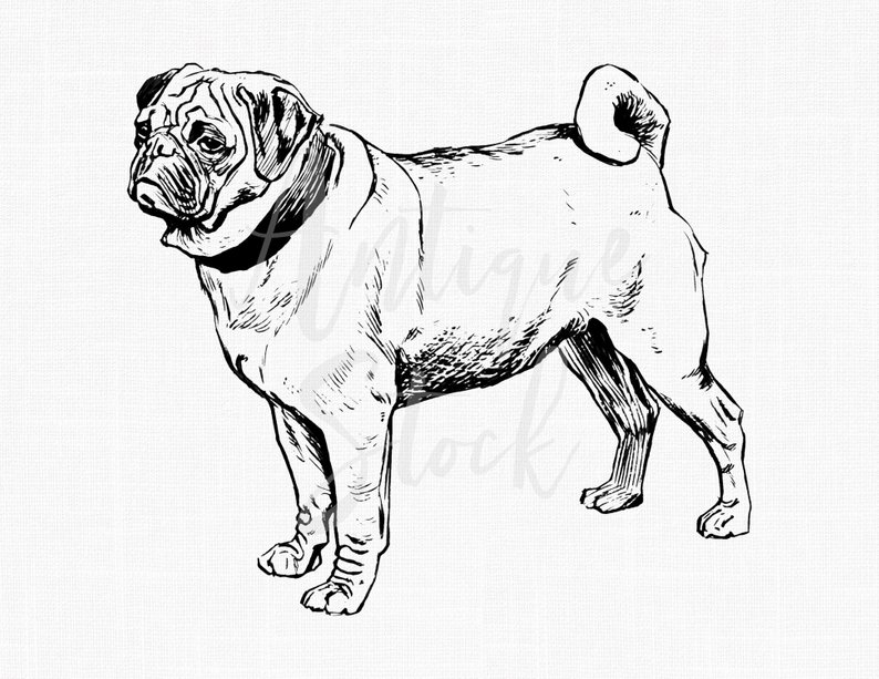 794x613 Dog Clip Art Pug Printable Digital Download Image Etsy - Pug Line Drawing