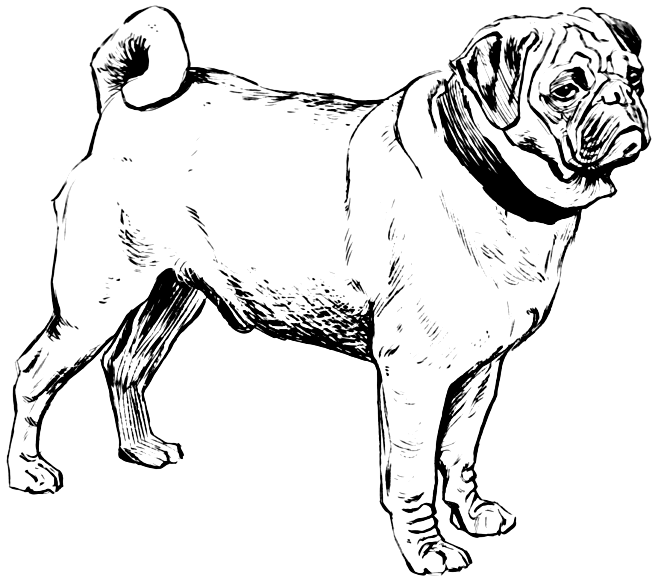 2208x1936 Filepug - Pug Line Drawing