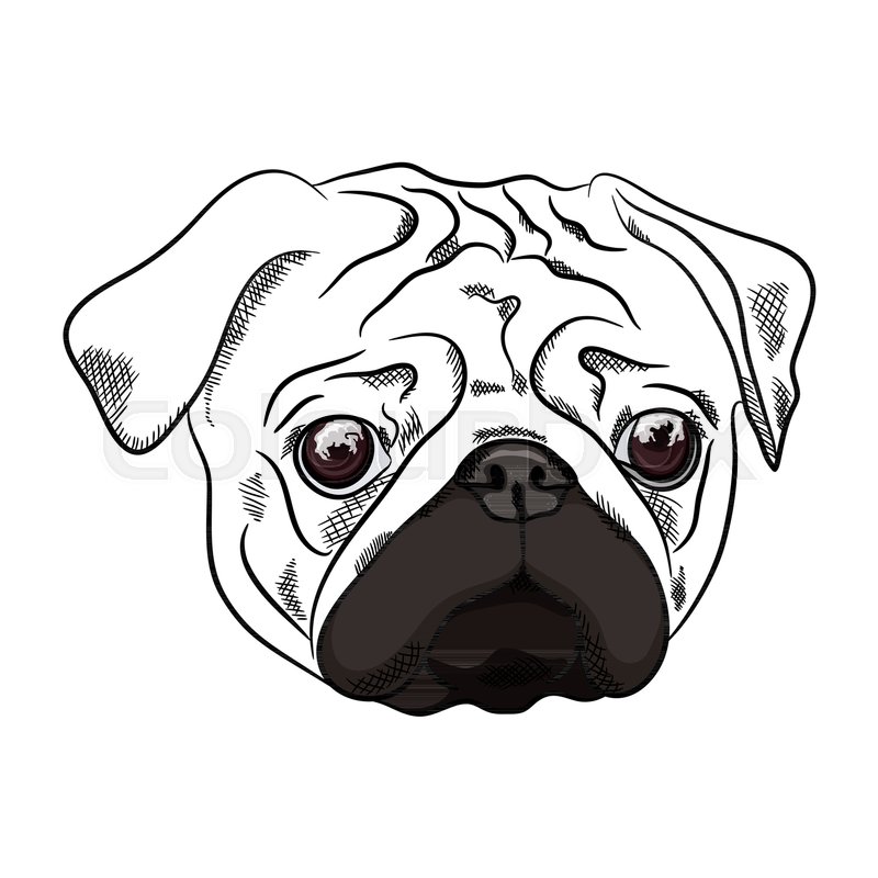 800x800 Outline Pug Dog Head On White Stock Vector Colourbox - Pug Outline Drawing
