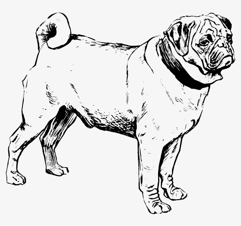 Pug Outline Drawing at Explore collection of Pug Outline Drawing