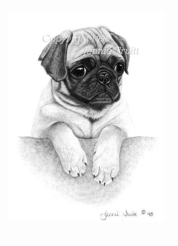 Pug Puppy Drawing