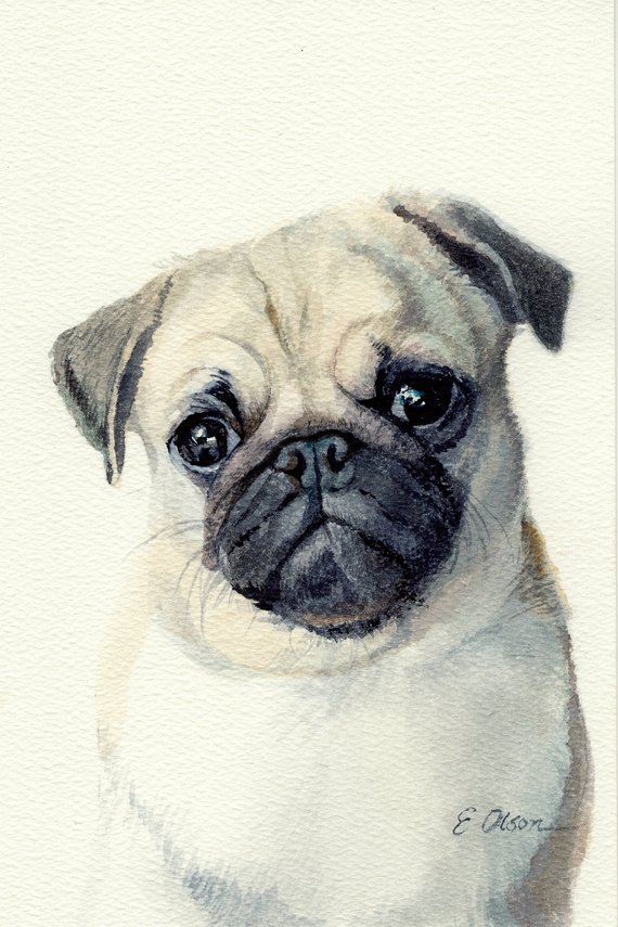 Pug Puppy Drawing at PaintingValley.com | Explore collection of Pug ...