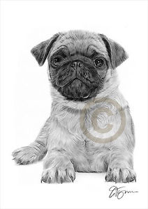 212x300 Pug Puppy Dog Art Size Signed Pencil Drawing Artwork Print Pet - Pug Puppy Drawing
