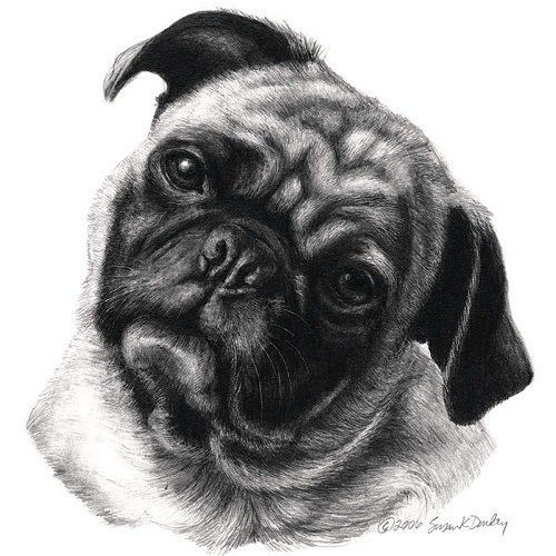 Pug Puppy Drawing at PaintingValley.com | Explore collection of Pug ...