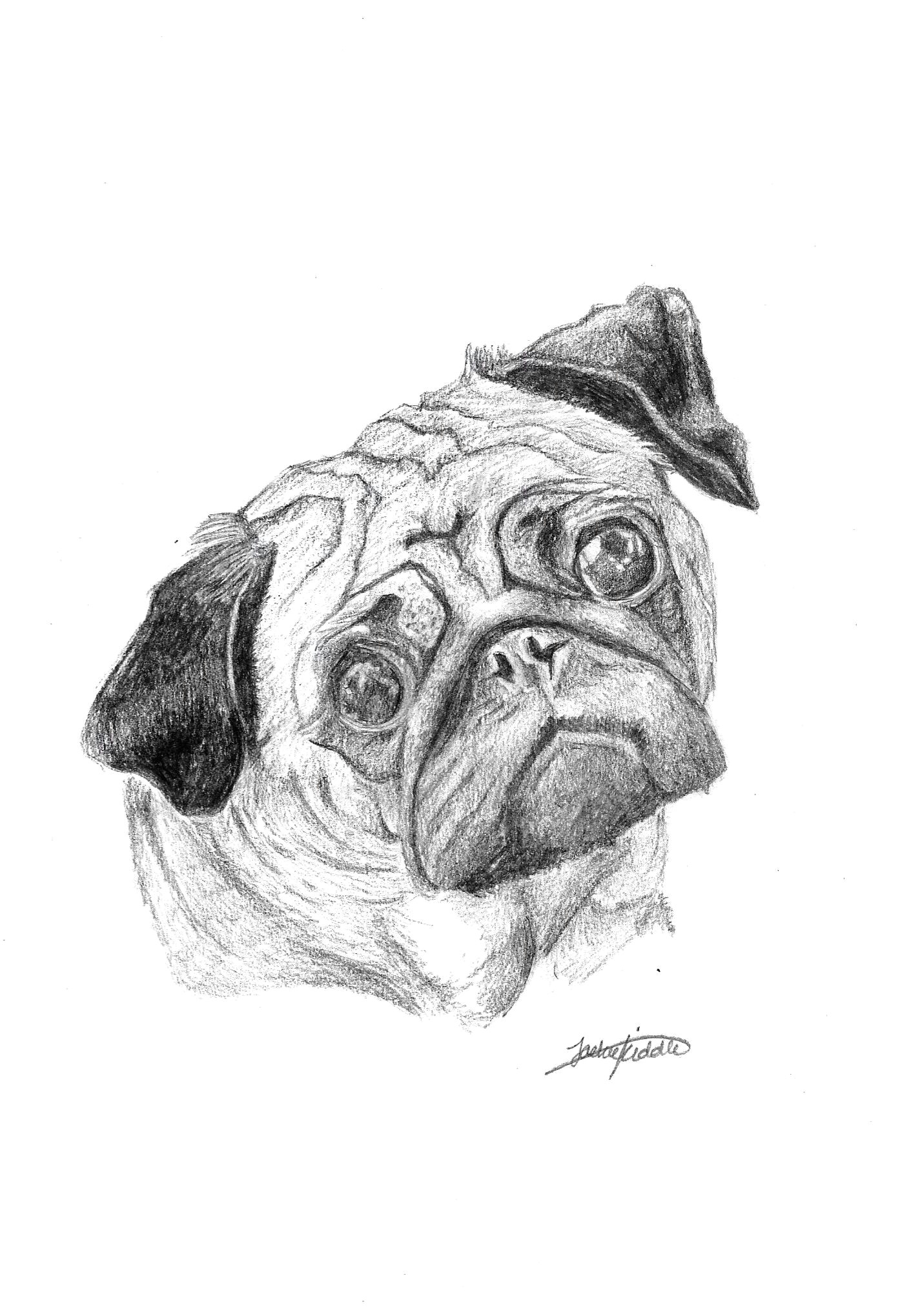 Adorable Easy Pug Pencil Drawing - l2sanpiero