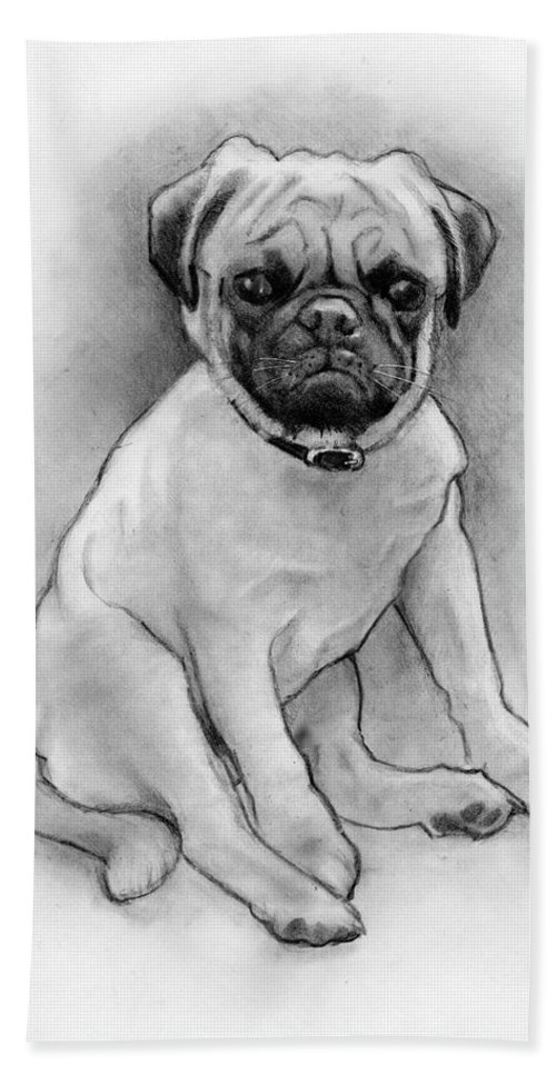 500x967 Pug Puppy In Pencil Beach Towel For Sale - Pug Puppy Drawing