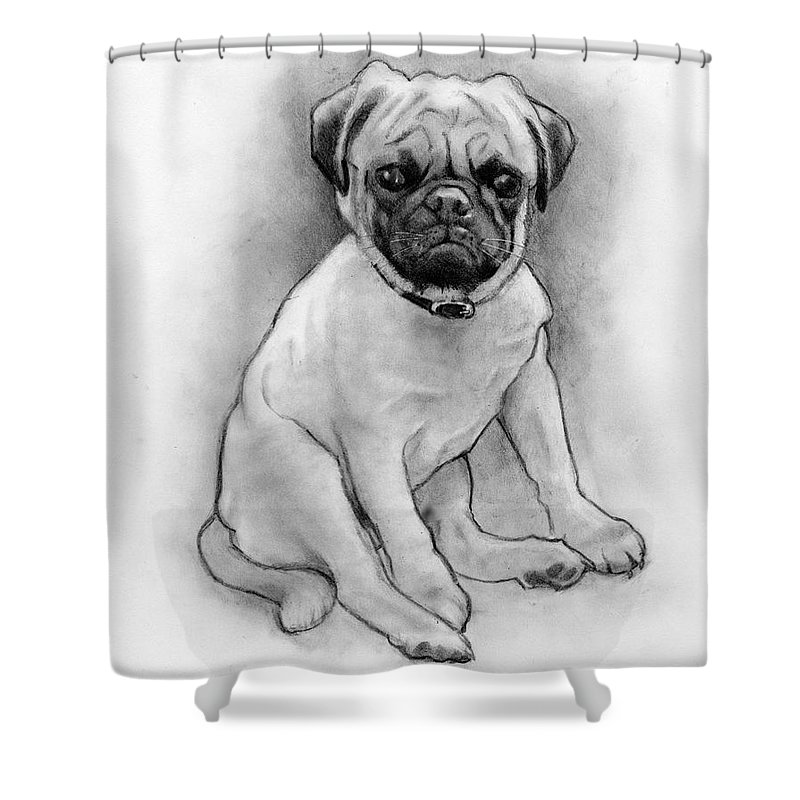 800x800 pug puppy in pencil shower curtain for sale - Pug Puppy Drawing