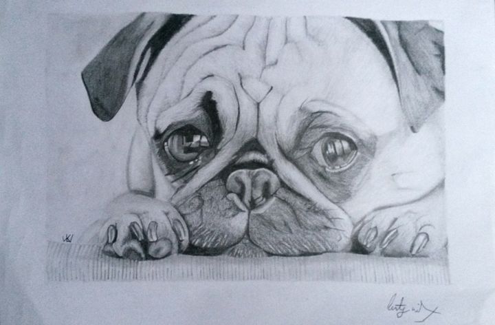 720x472 Pug Puppy - Pug Puppy Drawing