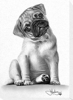 236x324 best my pugs own me images in pug art, dogs, pug dogs - Pug Puppy Drawing