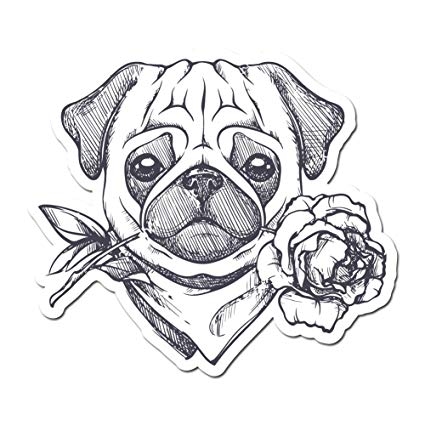 425x425 Cute Pug Puppy With Scarf And Rose - Pug Puppy Drawing