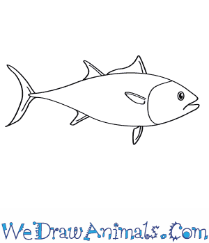 300x350 how to draw an atlantic bluefin tuna - Pull Drawing