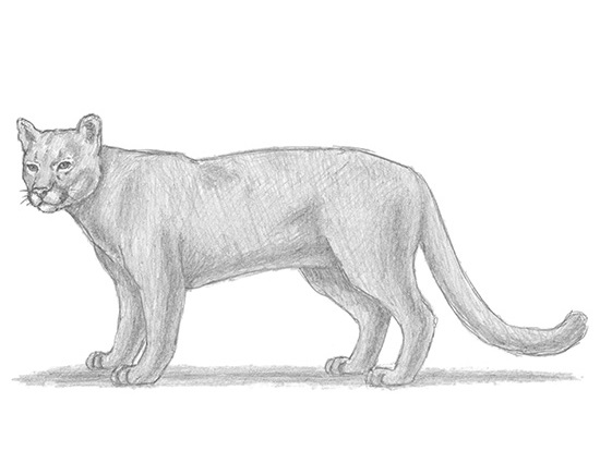 550x425 how to draw a cougar - Puma Drawing