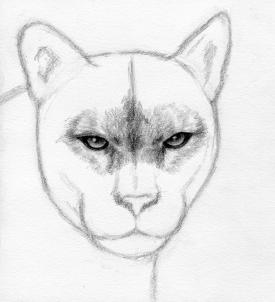 275x302 how to draw a realistic puma, mountain lion, step - Puma Drawing