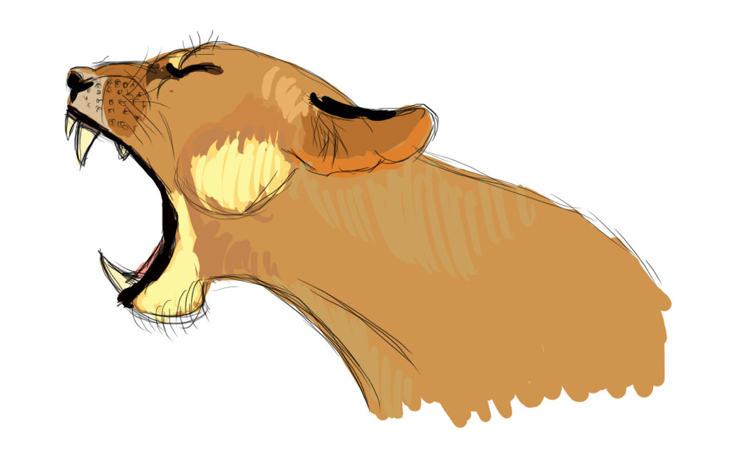 1024x641 puma - Puma Drawing