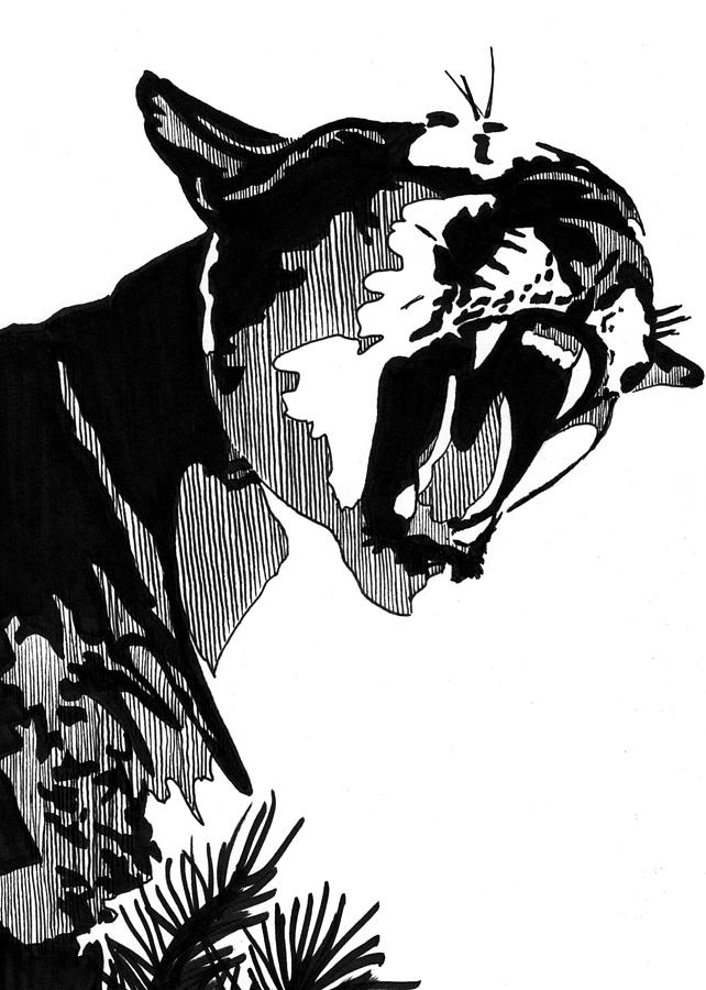 642x900 puma card drawing - Puma Drawing
