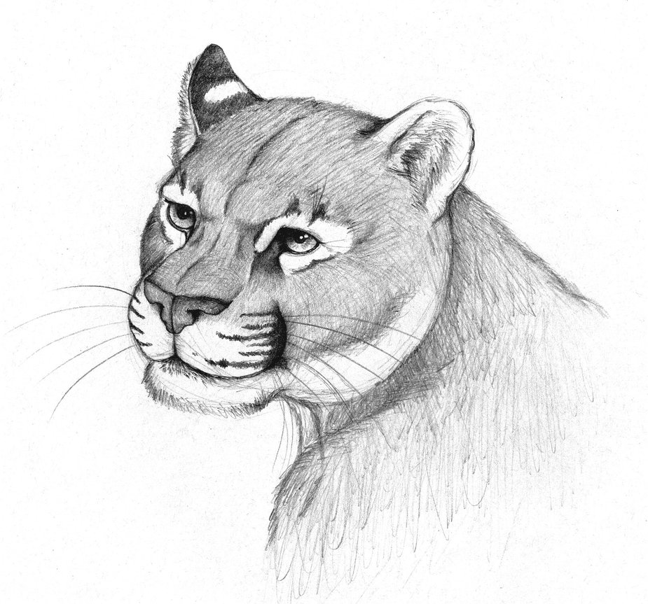 925x863 puma animal drawing - Puma Drawing