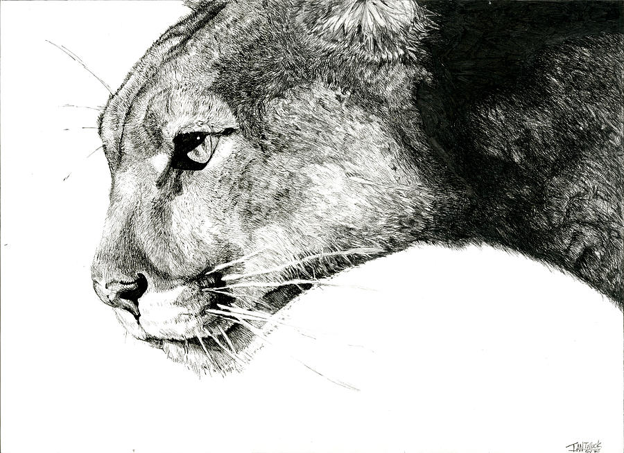 900x654 puma drawing - Puma Drawing