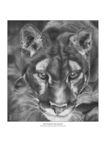 214x300 puma pencil drawing, signed print, size big cat, excellent - Puma Drawing