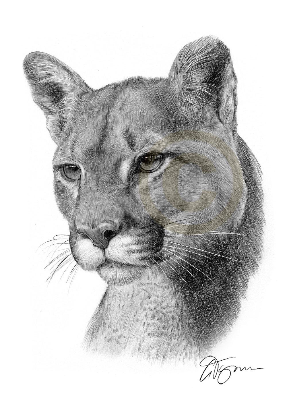1000x1414 cougar pencil drawing art print sizes signed artwork puma - Puma Drawing