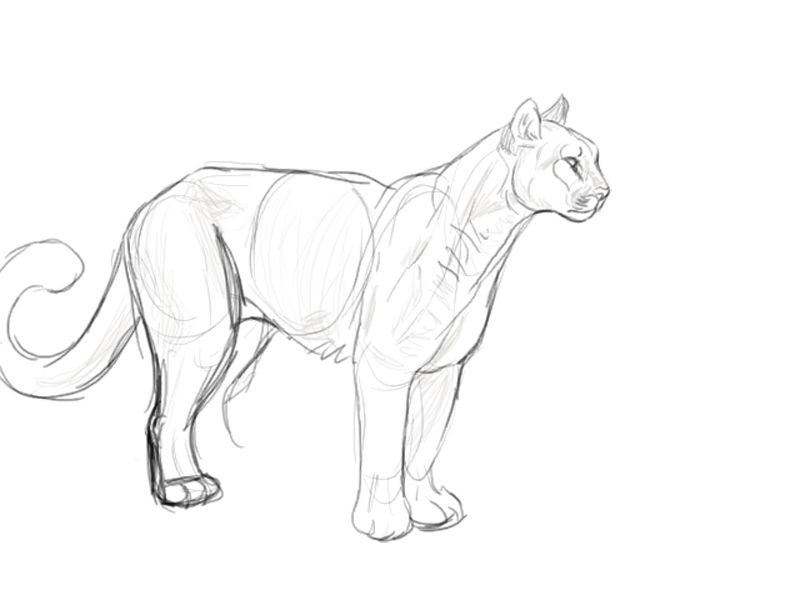 800x600 puma tablet sketch - Puma Drawing